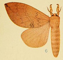 Pl. 4-6-Brachychira ferruginea Aurivillius, 1905.jpg