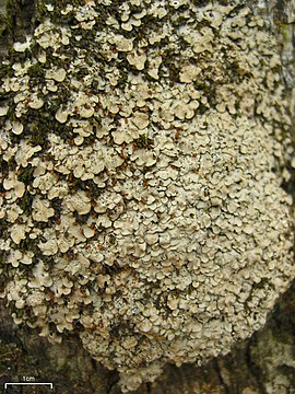 Placidium arboreum (4751215902).jpg