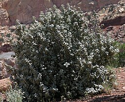 Plant off of Capitol Reef Scenic Drive