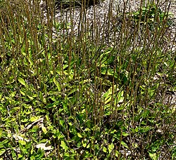 Plantago australis 1. jpg