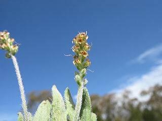 <i>Plantago hispida</i> Species of plant