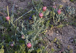 Platycapnos spicata (Fumeterre en épi, Lunel Sud-Est)