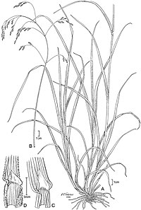 Poa matris-occidentalis with subspecies - PhytoKeys-015-001-g010.jpeg