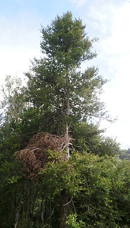 Podocarpus laetus