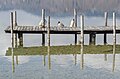 * Nomination Mallard couple on a jetty at Johannes-Brahms-Promenade, Poertschach, Carinthia, Austria --Johann Jaritz 03:58, 27 February 2015 (UTC) * Promotion Good quality. --Hubertl 04:02, 27 February 2015 (UTC)