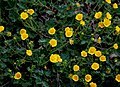 Polar-Fingerkraut (Potentilla hyparctica)