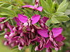 Polygala myrtifolia