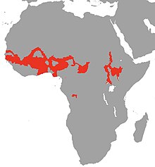 Polypterus senegalus Map.jpg