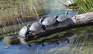 Pond Sliders at Smithsonian National Zoological Park in Washington.jpg