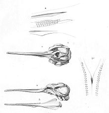 La Plata skull Pontoporia blainvillei skull 1847.jpg