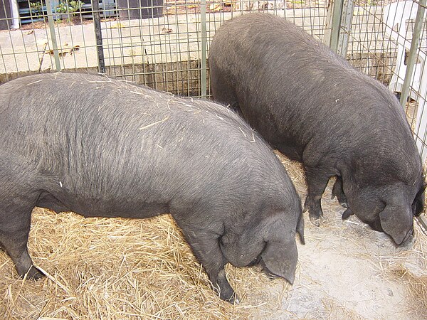 Archeological evidence indicates the presence of the porc negre (black pig) in pre-Roman settlements.