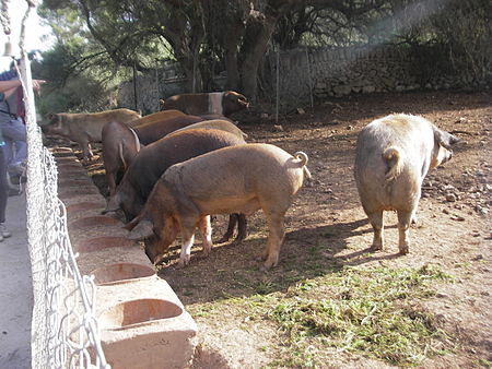 Tập tin:Porcs en llibertat.JPG