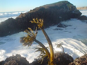 Sea palm (Postelsia palmaeformis)
