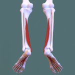 Аяқтың артқы бөлімі - flexor digitorum longus.png