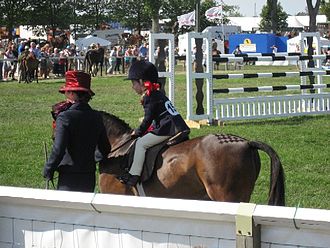 A pony shown with quarter marks Potential Olympic Competitor - geograph.org.uk - 205364.jpg