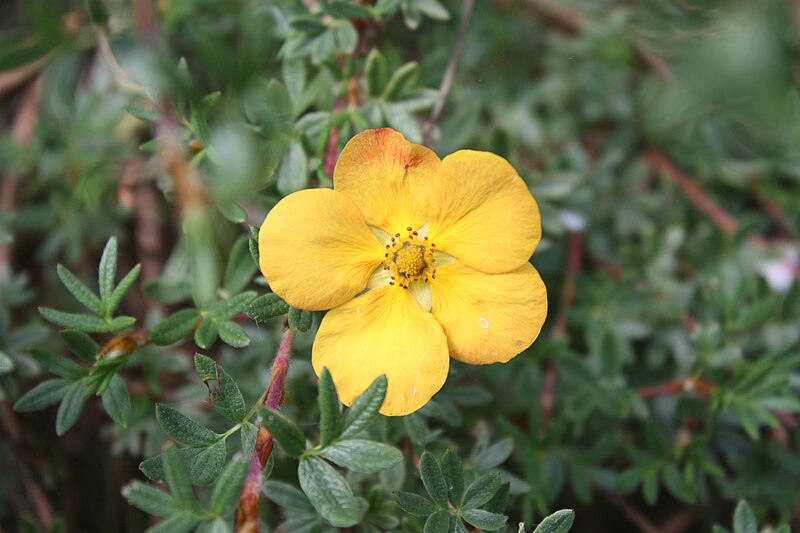 File:Potentilla, Downpatrick, May 2011 (01).JPG