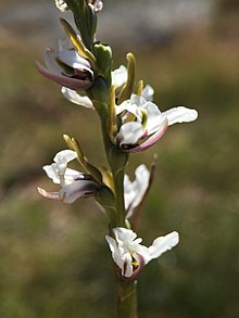 Prasophyllum alpestre.jpg