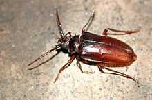 Yetişkin Prionus californicus