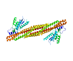 Ақуыз SNX9 PDB 2RAI.png