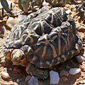 Psammobates tentorius trimeni (Testudinidae) — Western tent tortoise (50166989561) 1.jpg
