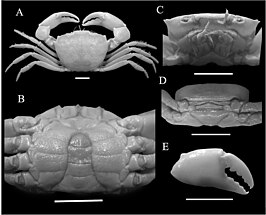 Pseudorhombila quadridentata