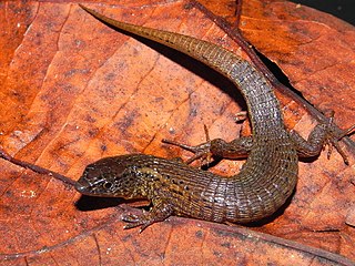 <i>Alopoglossus</i> Genus of lizards