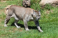 * Nomination Puma concolor stanleyana, Rancho Texas Park. Tías, Lanzarote, Spain--Lmbuga 21:33, 24 September 2011 (UTC) * Decline Image is blurred. Not only paws which are in the move, but a little also face. --Jakubhal 09:18, 25 September 2011 (UTC) Thanks, you're right: The error is in the ISO, little light for F14--Lmbuga 09:58, 25 September 2011 (UTC)