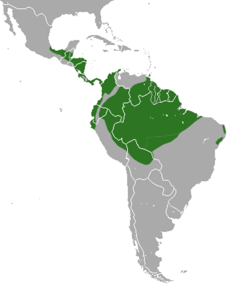 Pygmy Anteater area.png