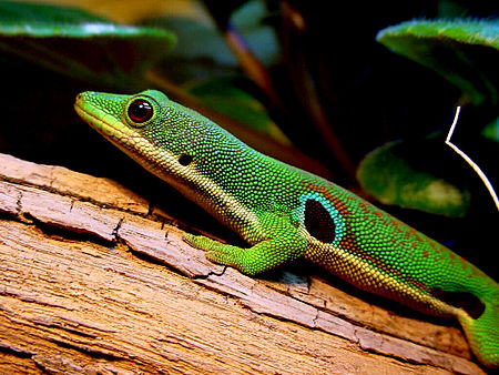 Phelsuma quadriocellata