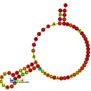 Small nucleolar RNA U2-30