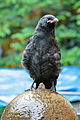 Junge Rabenkrähe (Corvus corone corone)