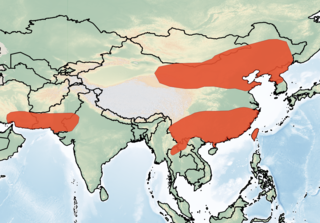 <span class="mw-page-title-main">Oriental serotine</span> Species of bat