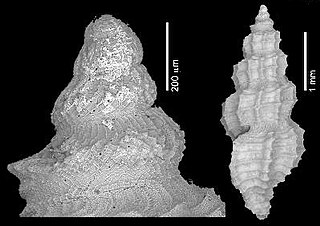 <i>Raphitoma suberinacea</i> Extinct species of gastropod