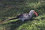 Thumbnail for Northern red-billed hornbill