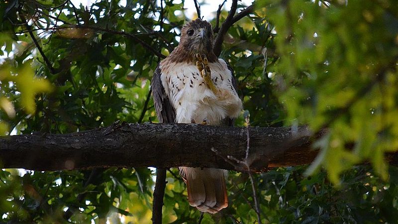 File:Red-tailed Hawk (8462709561).jpg