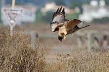 red tailed hawk hunting squirrel