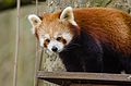 Red Panda (16918672112).jpg