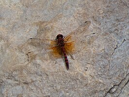 Paltothemis lineatipes