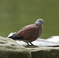 Red Turtle Dove 1737 (cropped).jpg