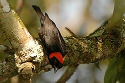 Punamyssykutoja (Malimbus rubricollis)