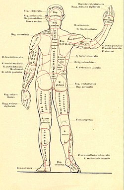 Anatómia Az emberi test anatómiája, szövettana és fejlődése Emberi anatómia nézet