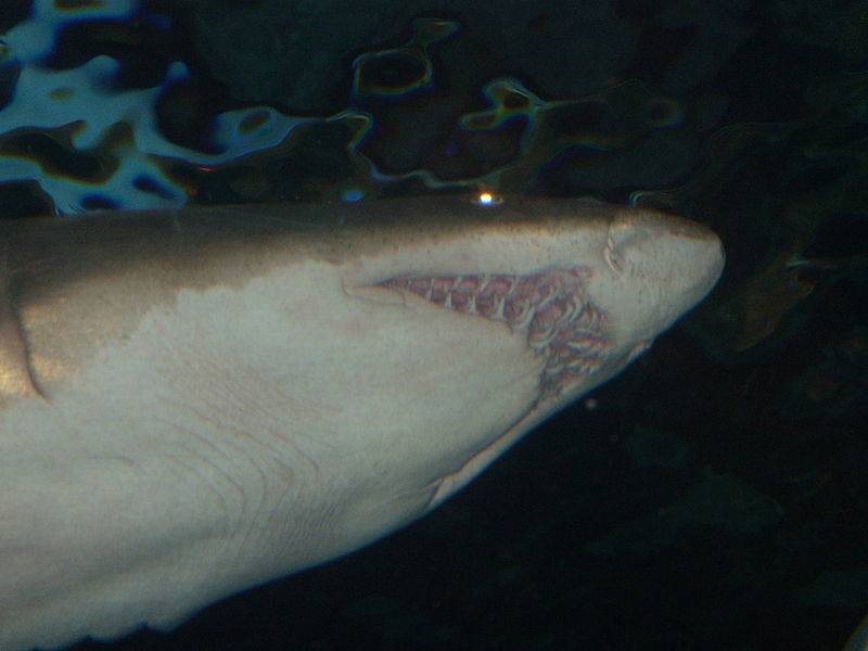 File:Requin-taureau sand tiger shark.jpg