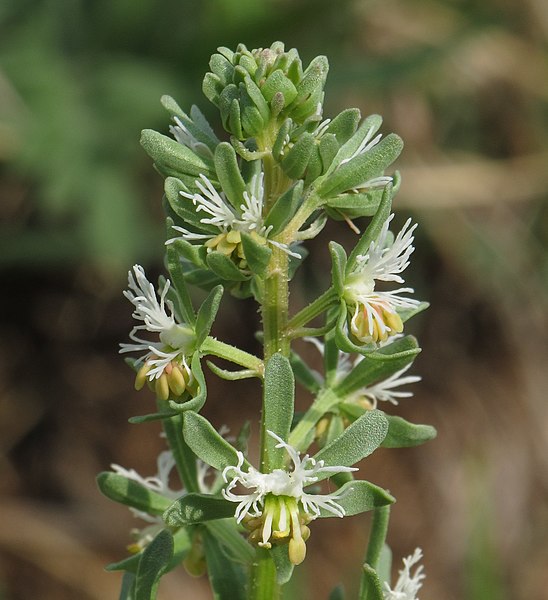 File:Reseda phyteuma RF.jpg