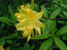 Gardens of the Fox Cities Rhododendron-luteum-close.jpg