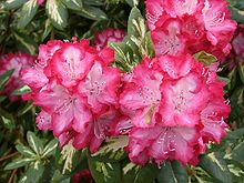 RhododendronRouzvelt.jpg