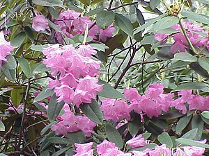 Rhododendren: Beschreibung, Giftigkeit, Verbreitung und Evolution