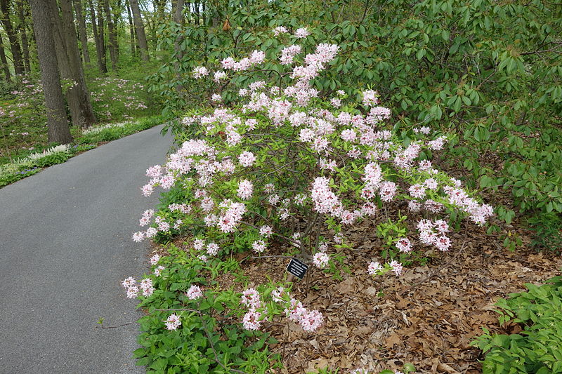 File:Rhododendron periclymenoides - Jenkins Arboretum - DSC00546.JPG