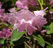 Rhododendron williamsianum-hybrid