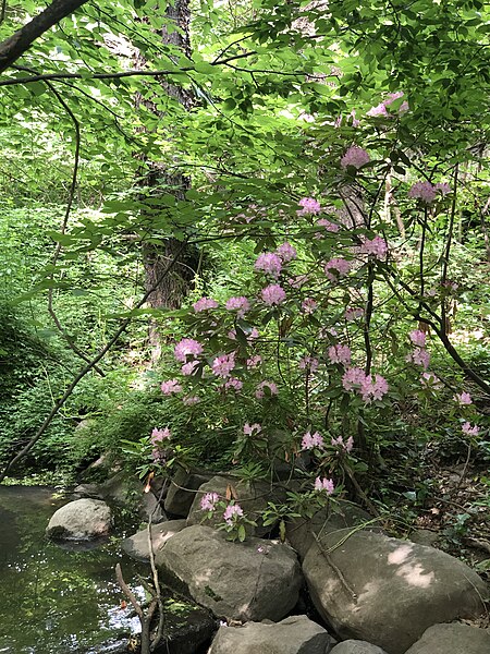 File:Rhododendrons in Prospect Park.jpg