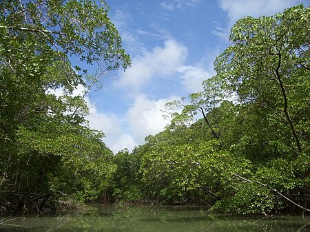 Tập_tin:River_in_the_Amazon_rainforest.jpg